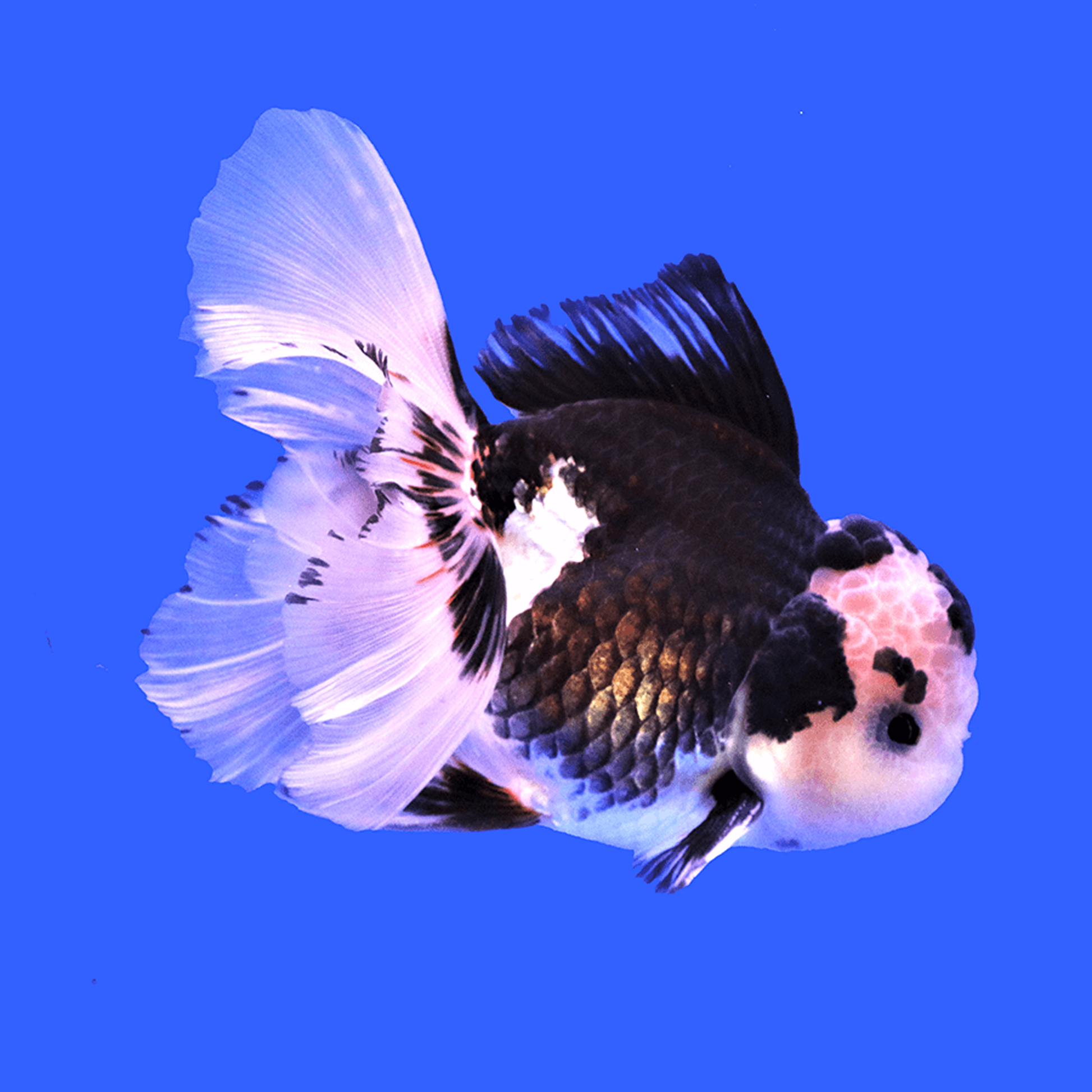Panda Oranda