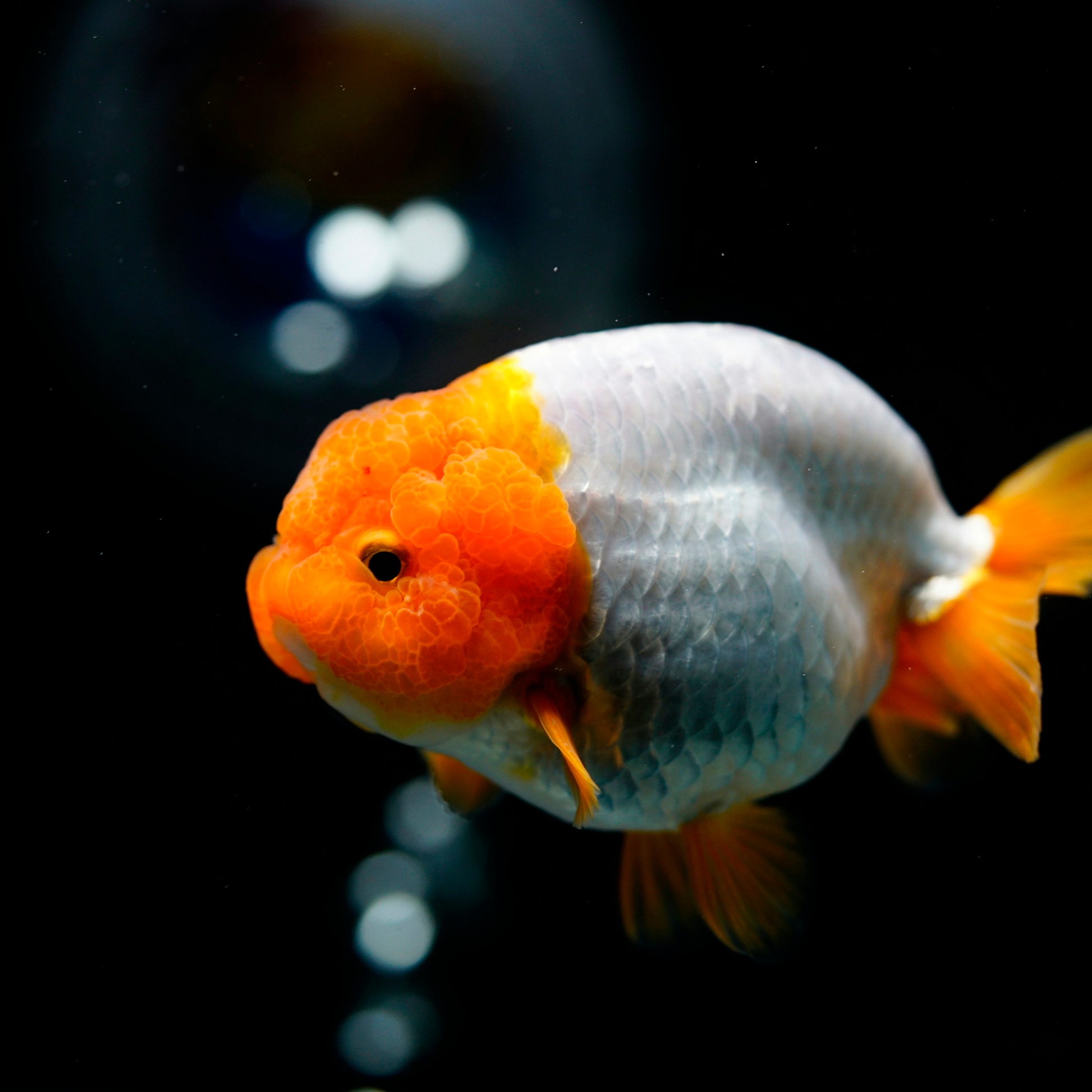 Ranchu (1)