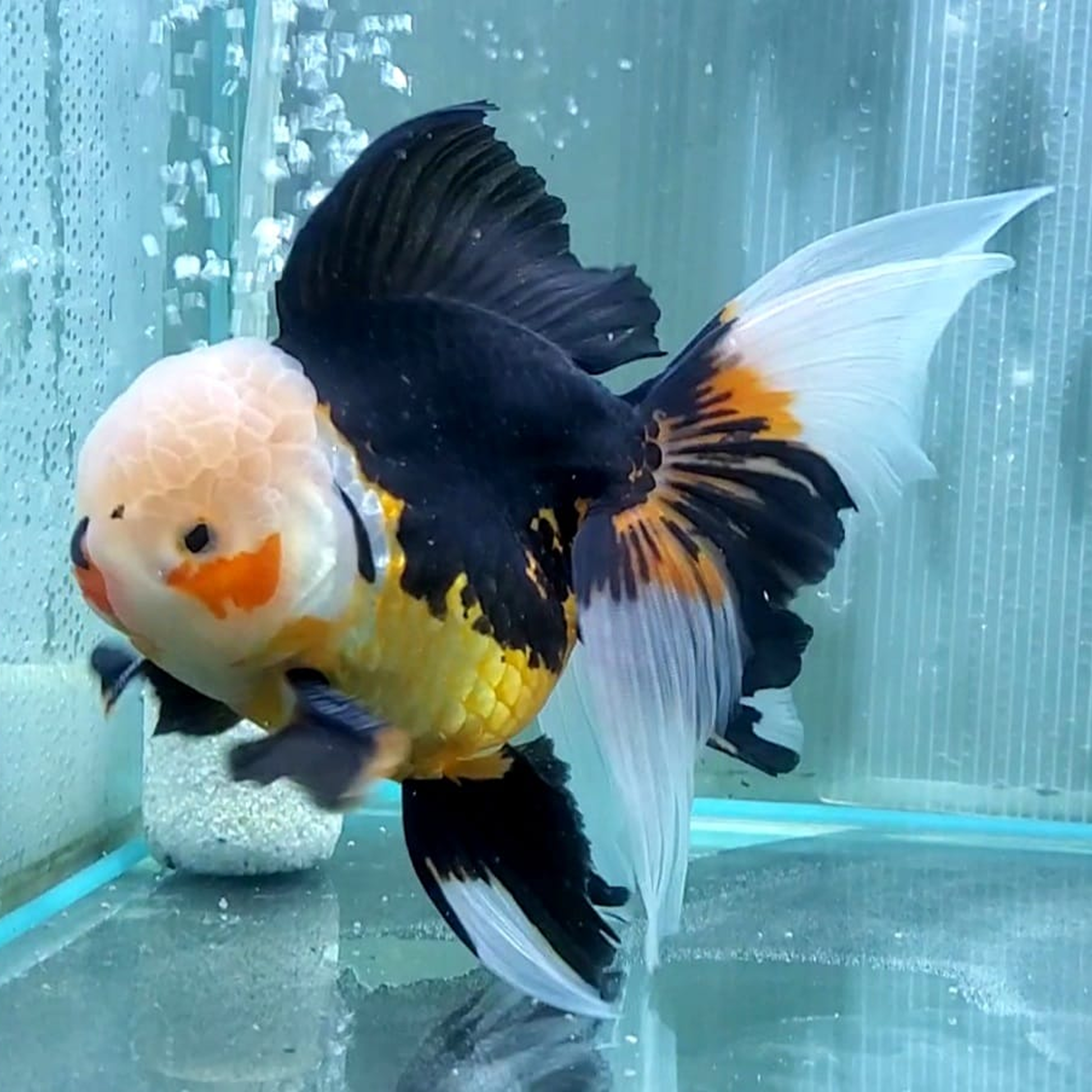 Tricolour Oranda 2